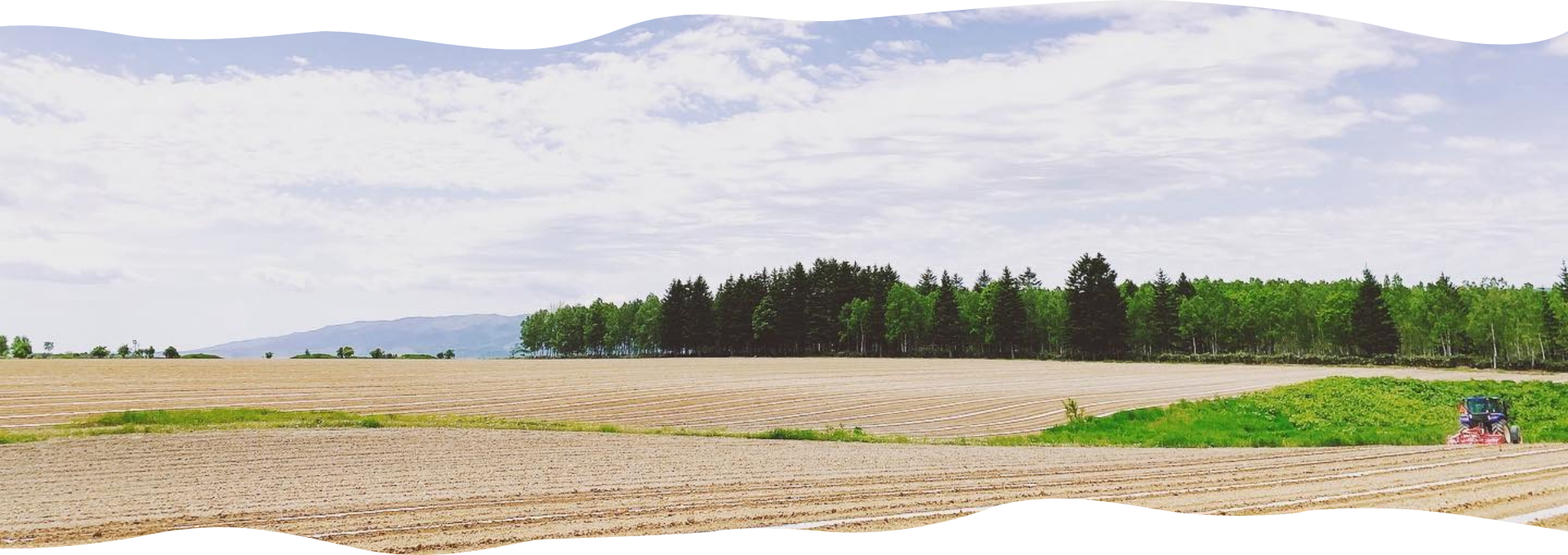 落合農園のかぼちゃ畑