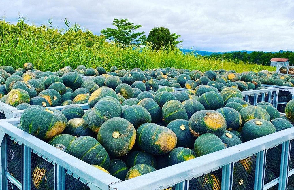 収穫されたかぼちゃ