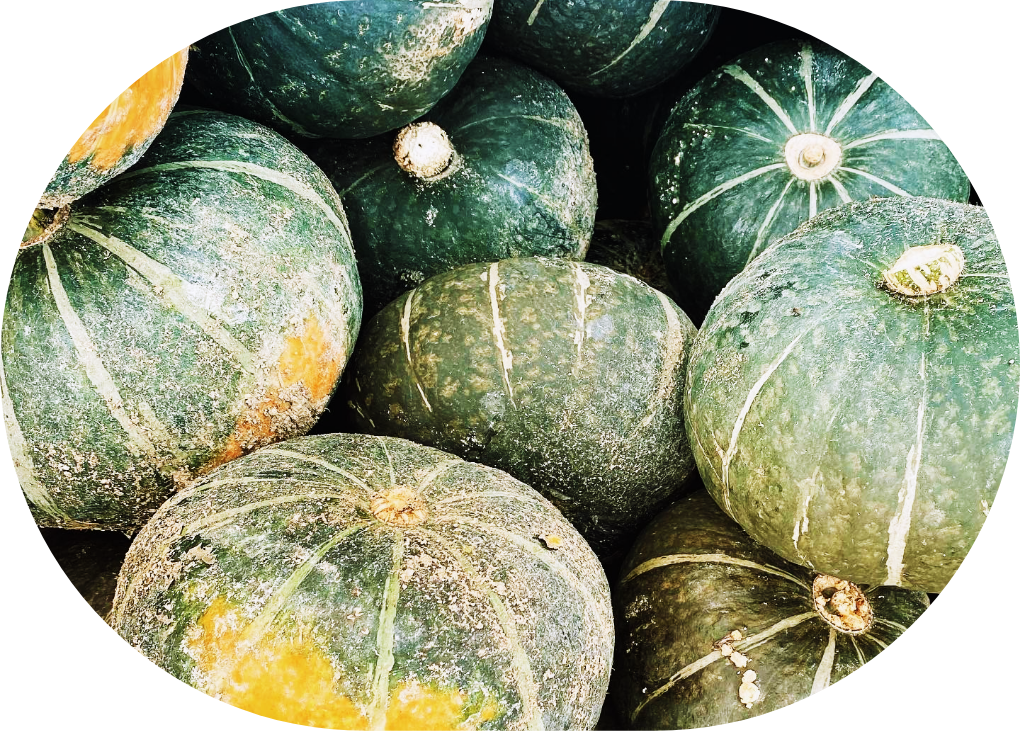 かぼちゃの紹介