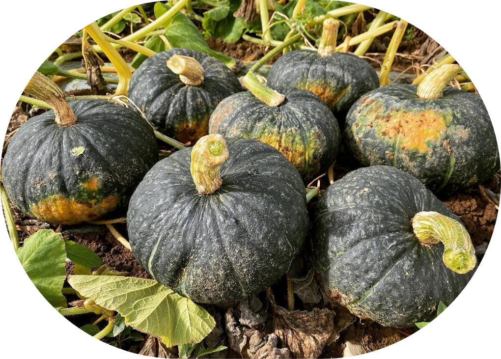 かぼちゃの品種