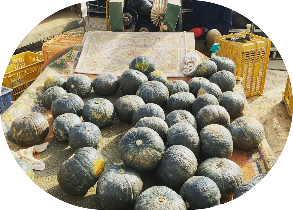 かぼちゃの切り方