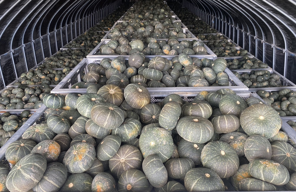 収穫されたかぼちゃ