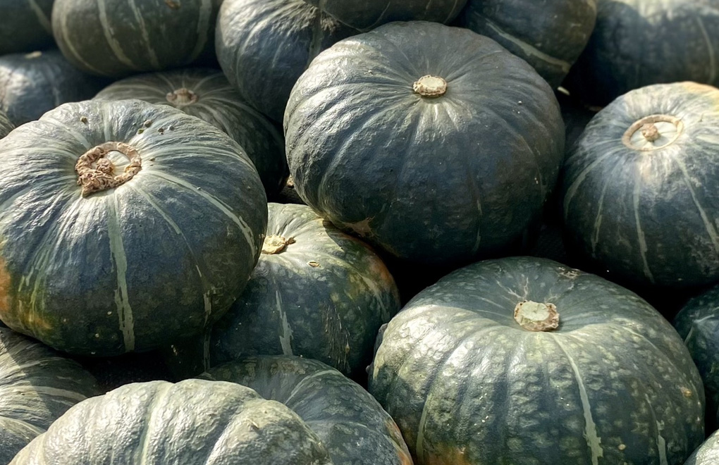 収穫されたかぼちゃ