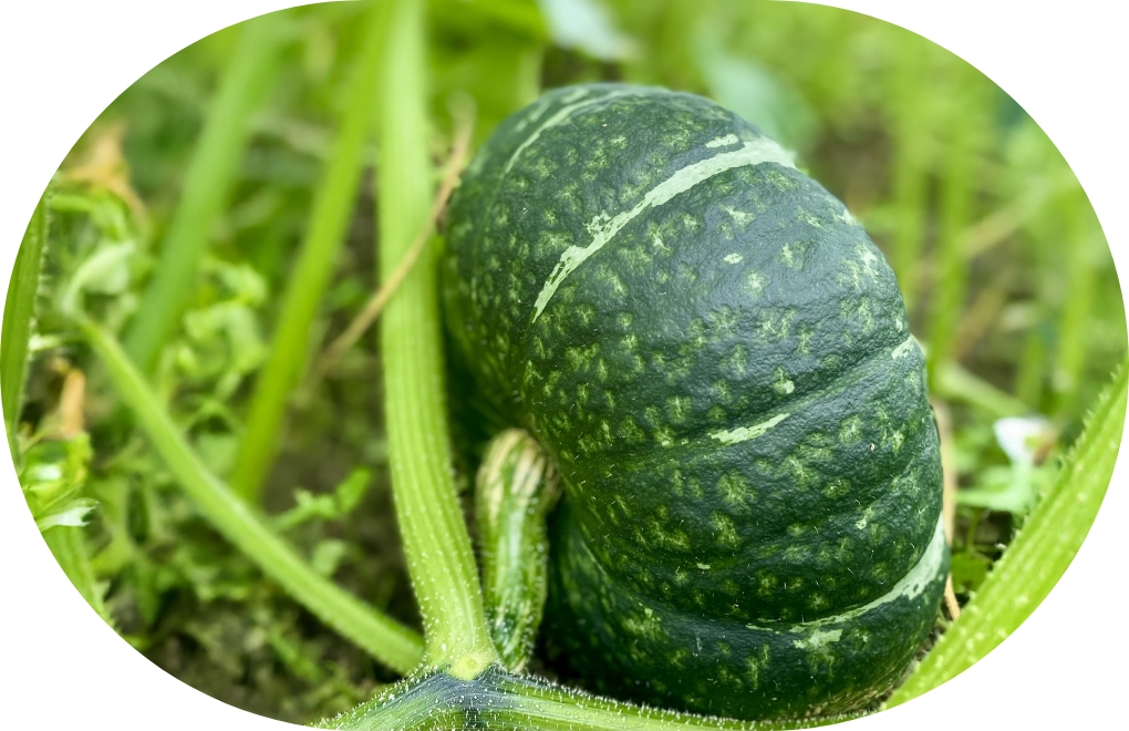 くりゆたかセブン